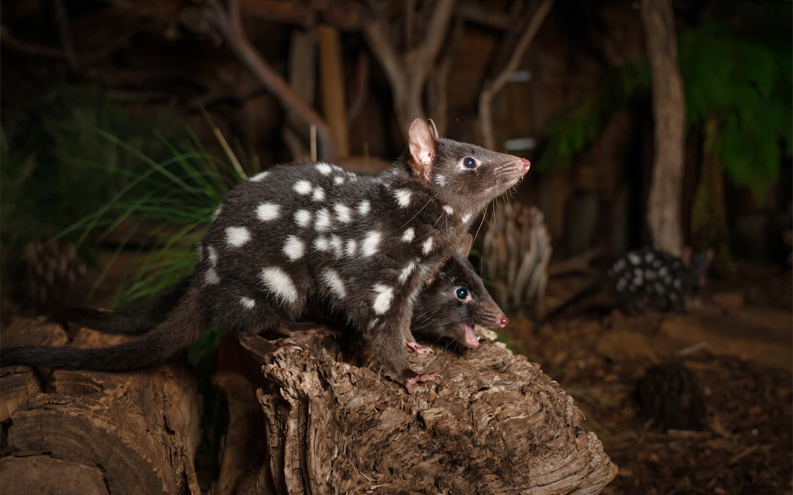 3-Hour Private, Premium Night Tour at the Bonorong Wildlife Sanctuary tickets in Hobart - Explore More | TickYourList