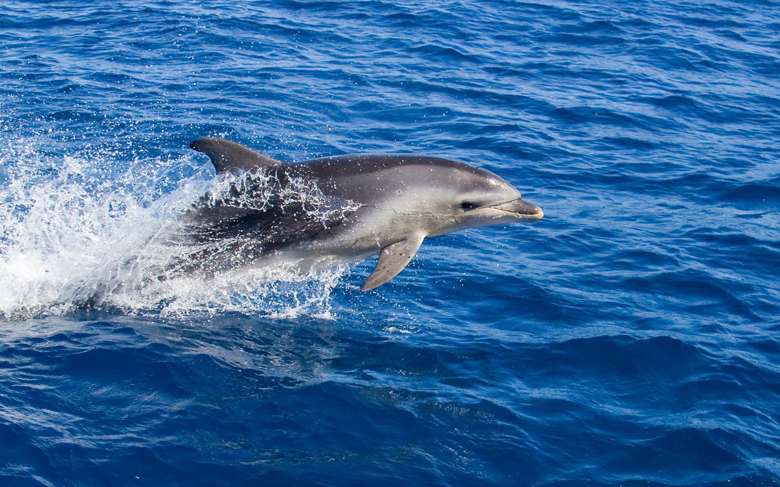 Wineglass Bay Cruises tickets in Hobart - Activities | TickYourList