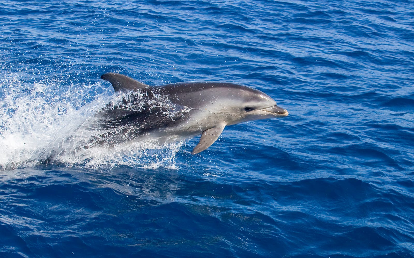 Wineglass Bay Cruises tickets in Hobart - Activities | TickYourList