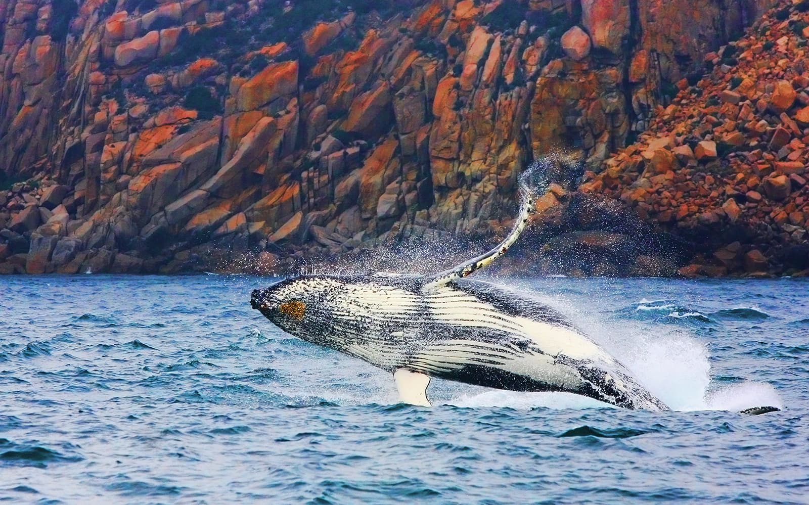 Wineglass Bay Cruises tickets in Hobart - Highlights | TickYourList