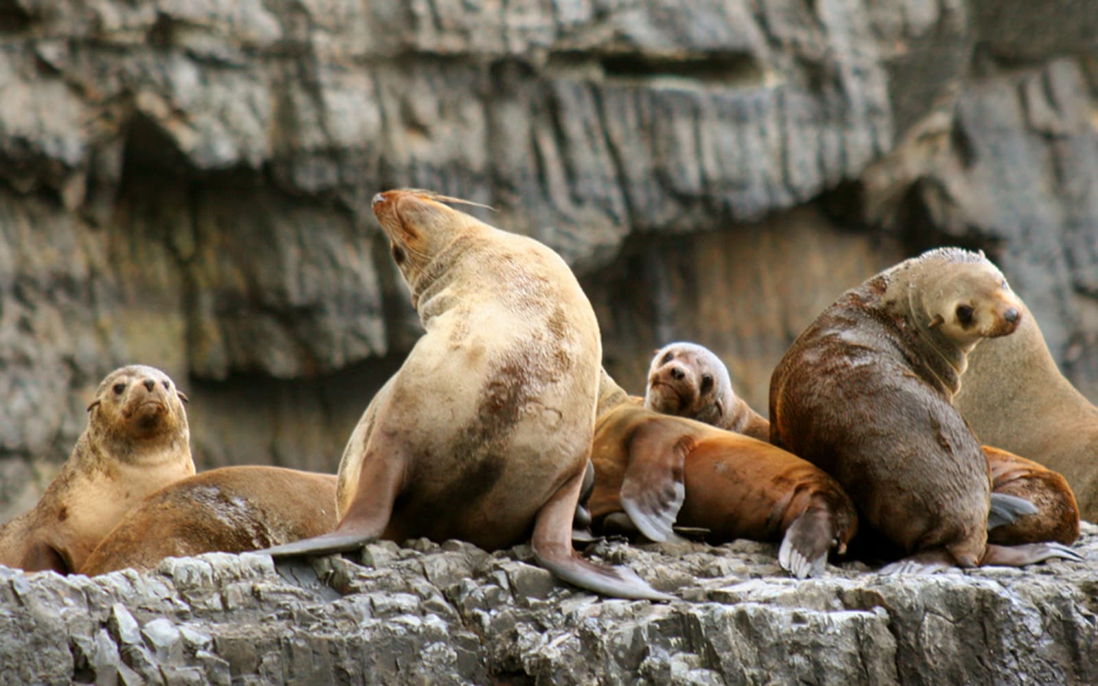 From Port Arthur: Tasman Island 3-Hour Wilderness Cruise tickets in Hobart - Attractions | TickYourList