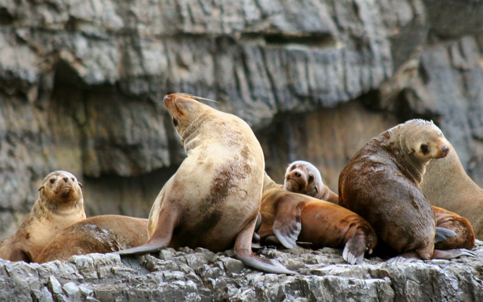 Full-Day Tasman Island Tour with Cruise and Lunch from Hobart tickets in Hobart - Features | TickYourList