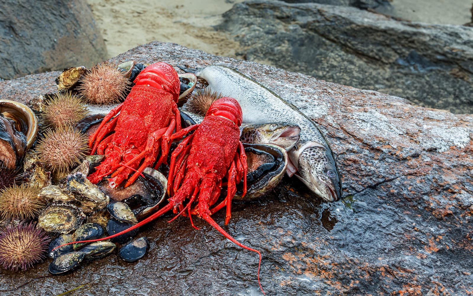 Full-Day Guided Cruise Tour in Tasmania with Seafood Lunch tickets in Hobart - Features | TickYourList