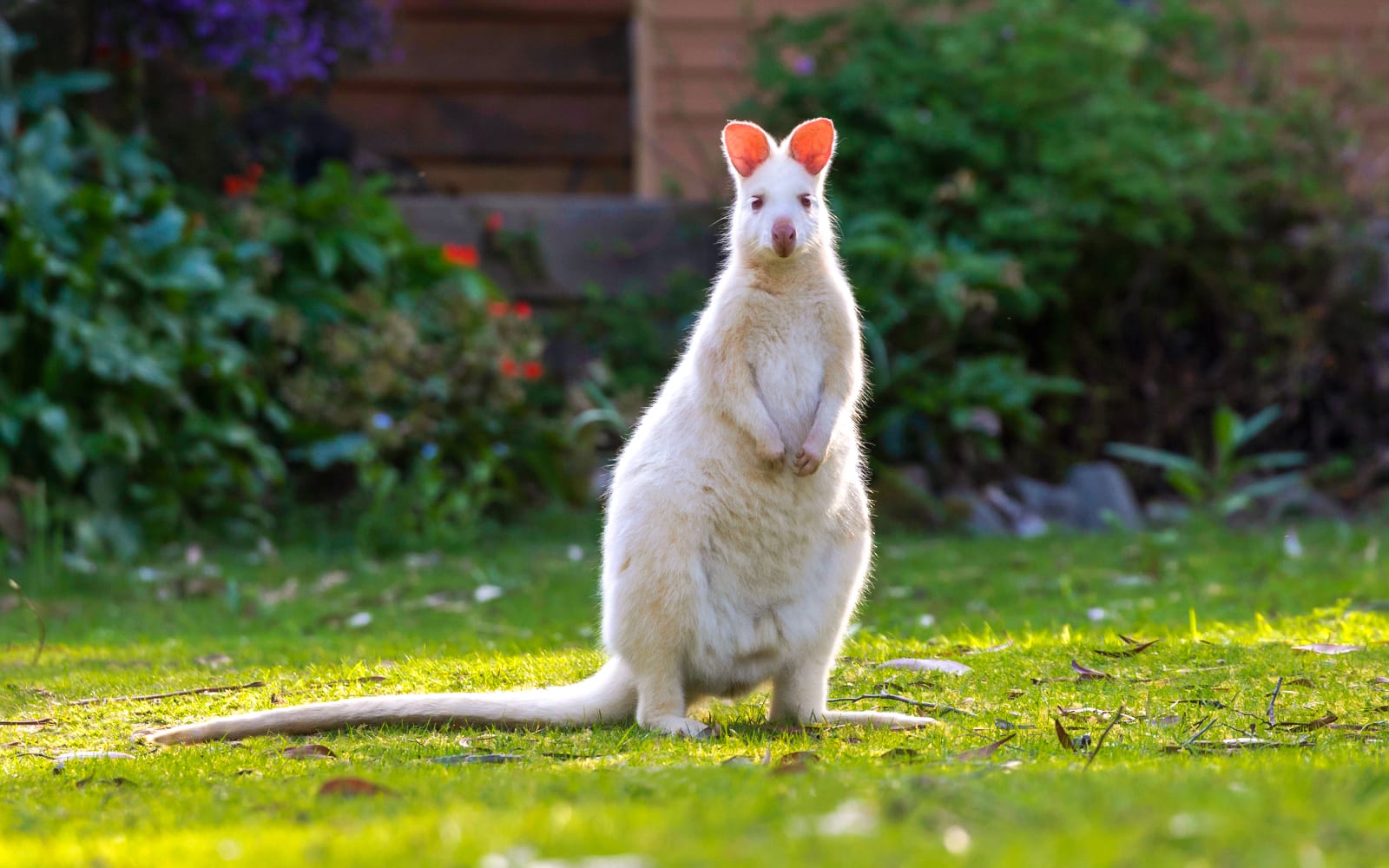 From Hobart: Bruny Island Full-Day Guided Tour + Nature Walk & Gourmet Tastings tickets in Hobart - Highlights | TickYourList