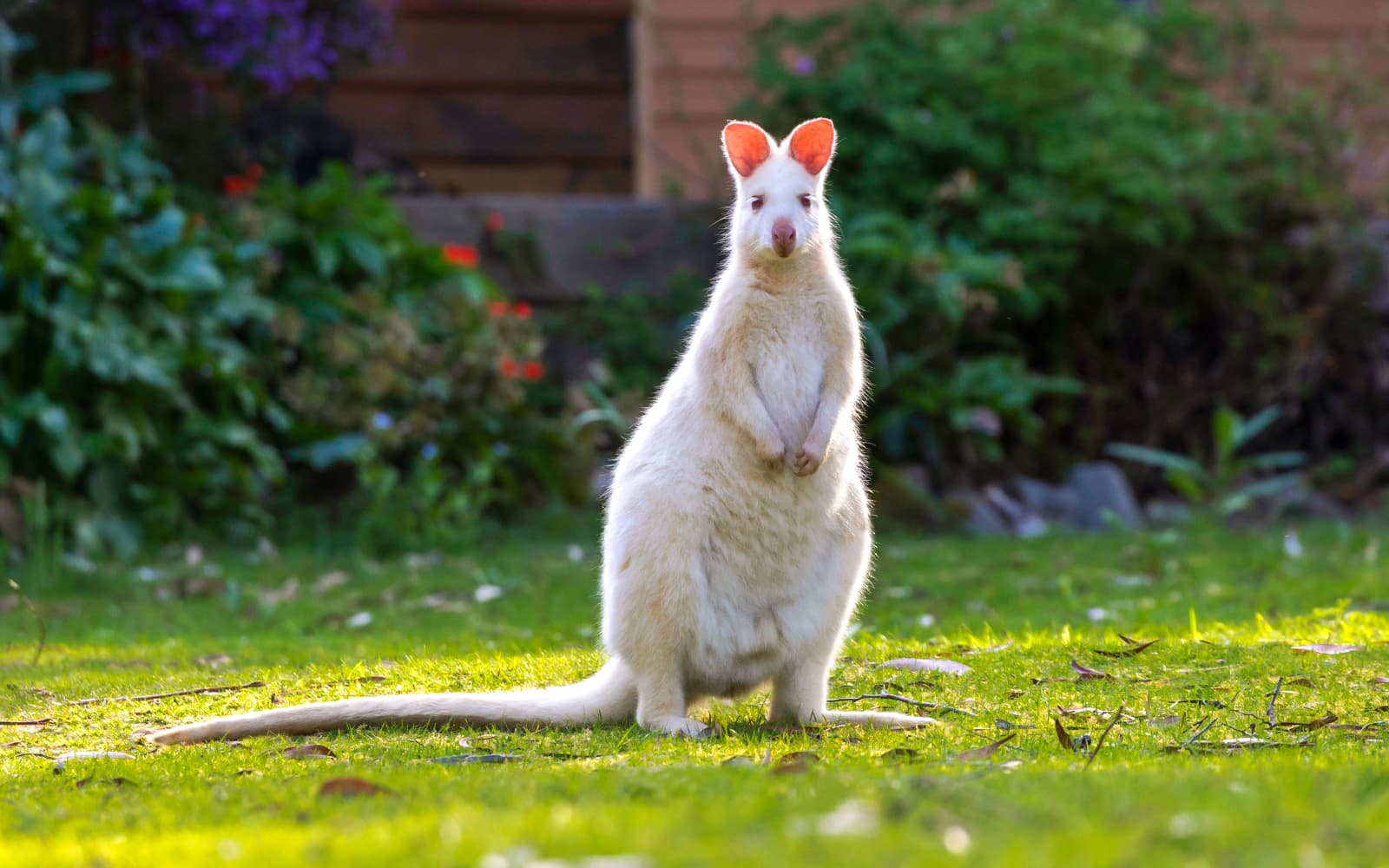 From Hobart: Bruny Island Full-Day Guided Tour tickets in Hobart - Features | TickYourList