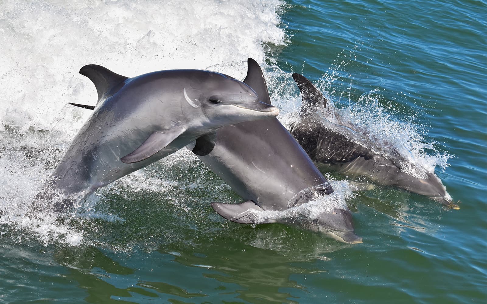From Mandurah: Scenic View Dolphin Cruise tickets in Perth - Activities | TickYourList