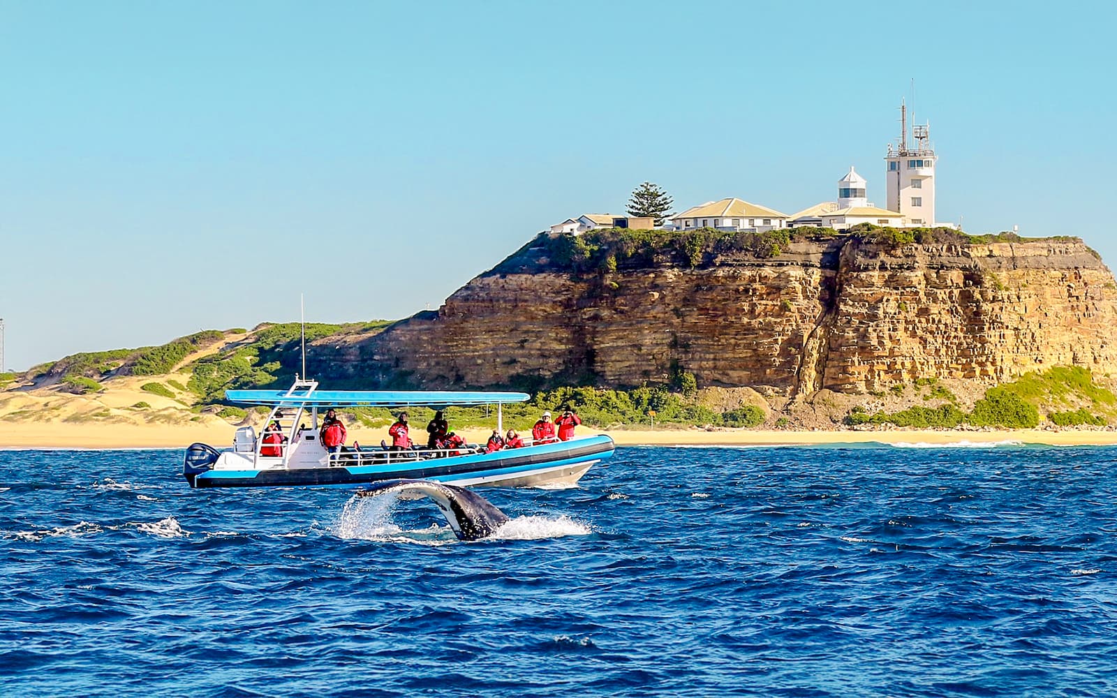 Newcastle Whale Watching Eco Cruise