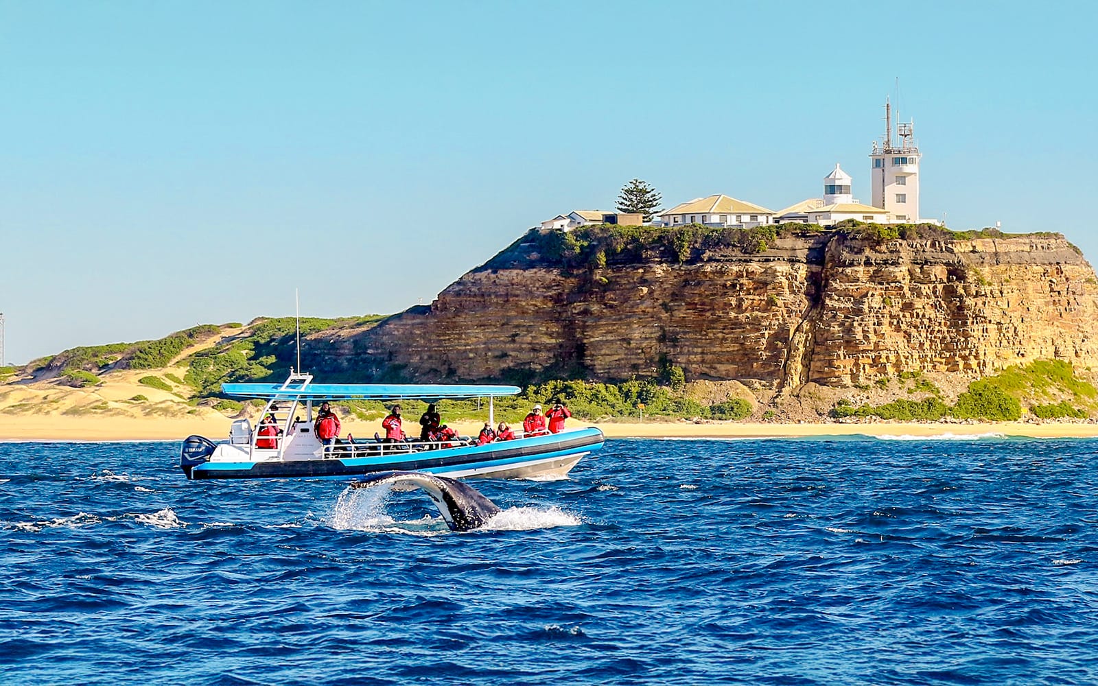 Newcastle Whale Watching Eco Cruise experience tickets in Newcastle | TickYourList