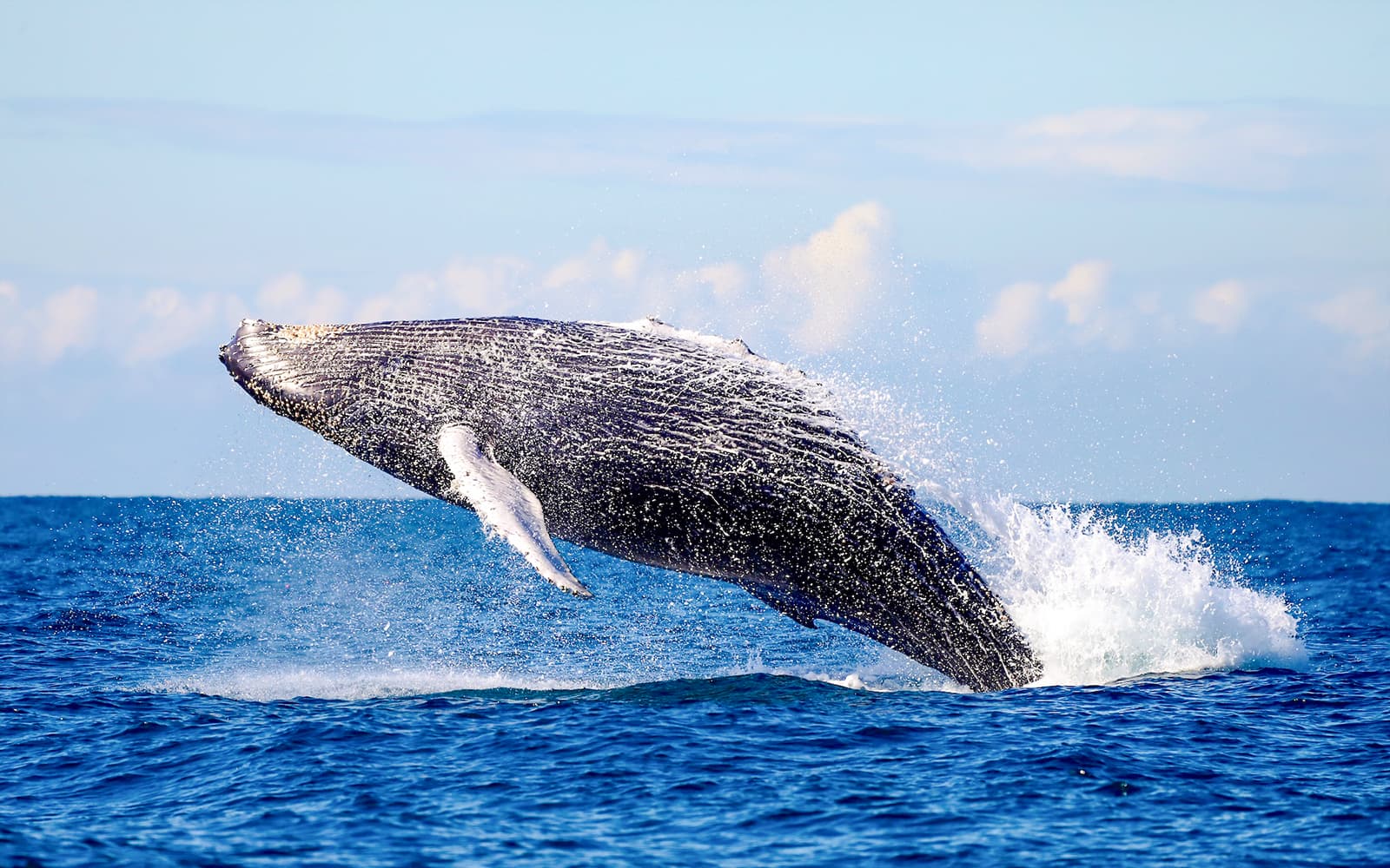 Newcastle Whale Watching Eco Cruise tickets in Newcastle - Features | TickYourList