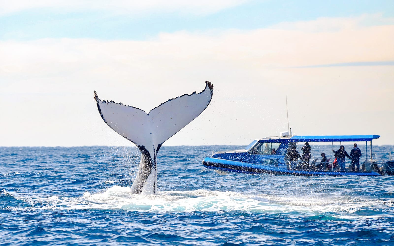 Lake Macquarie Whale Watching Eco Cruise tickets in Newcastle - Attractions | TickYourList