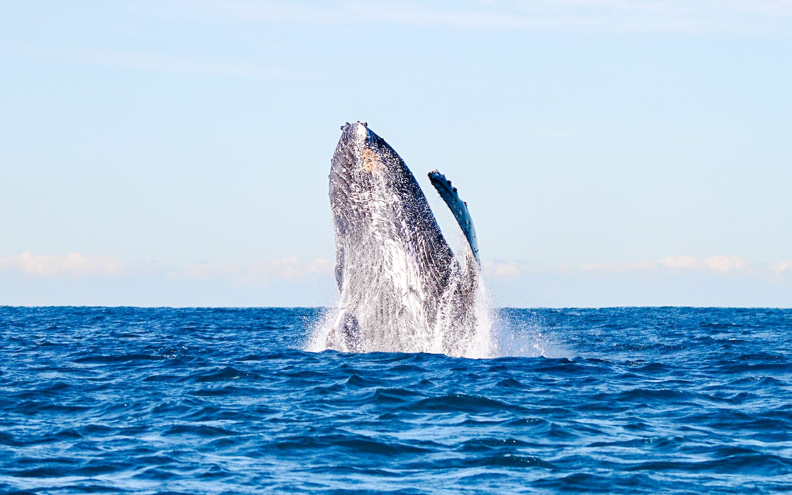 Lake Macquarie Whale Watching Eco Cruise tickets in Newcastle - Activities | TickYourList
