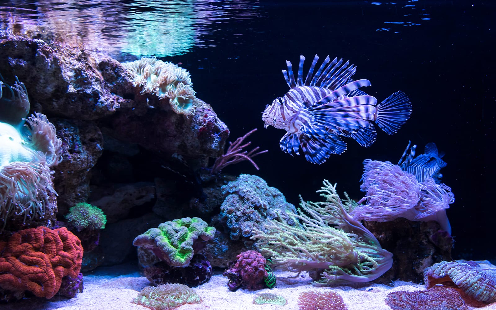 The Aquarium of Western Australia (AQWA) Tickets in Perth - Attractions | TickYourList