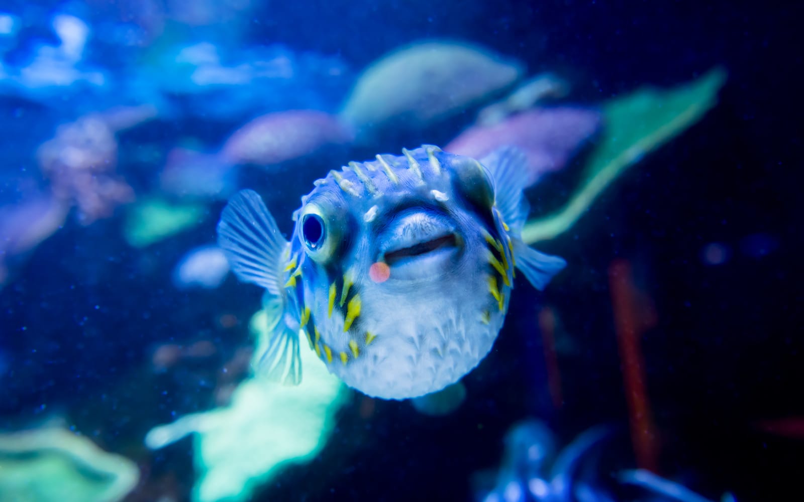 The Aquarium of Western Australia (AQWA) Tickets in Perth - Activities | TickYourList