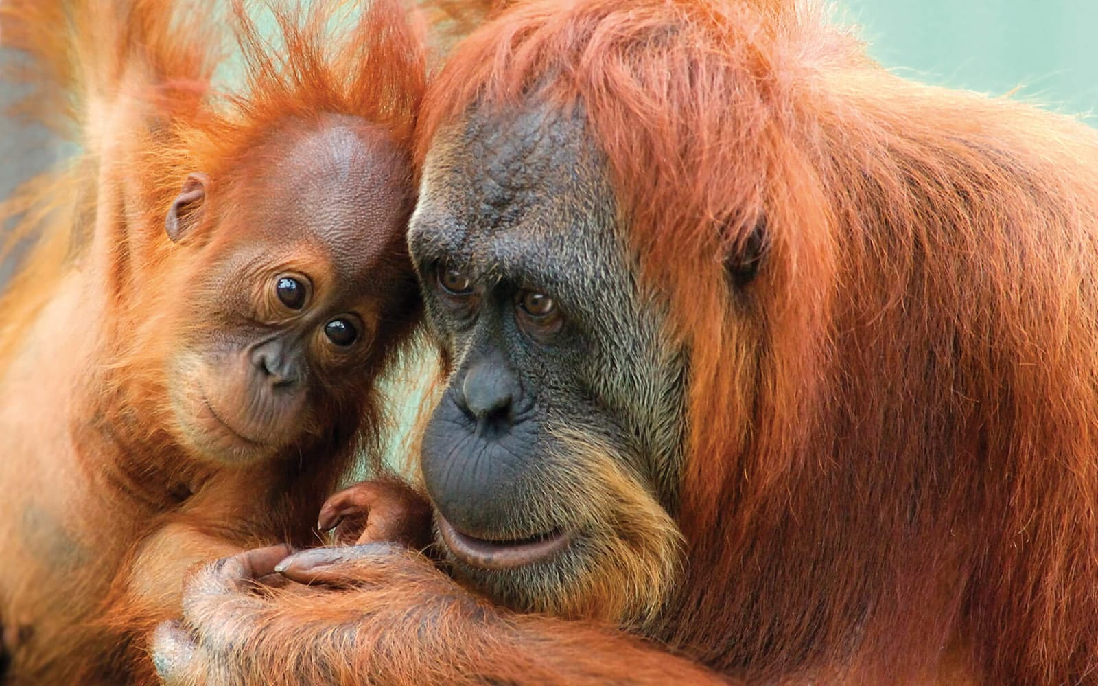 Perth Zoo Entry Tickets