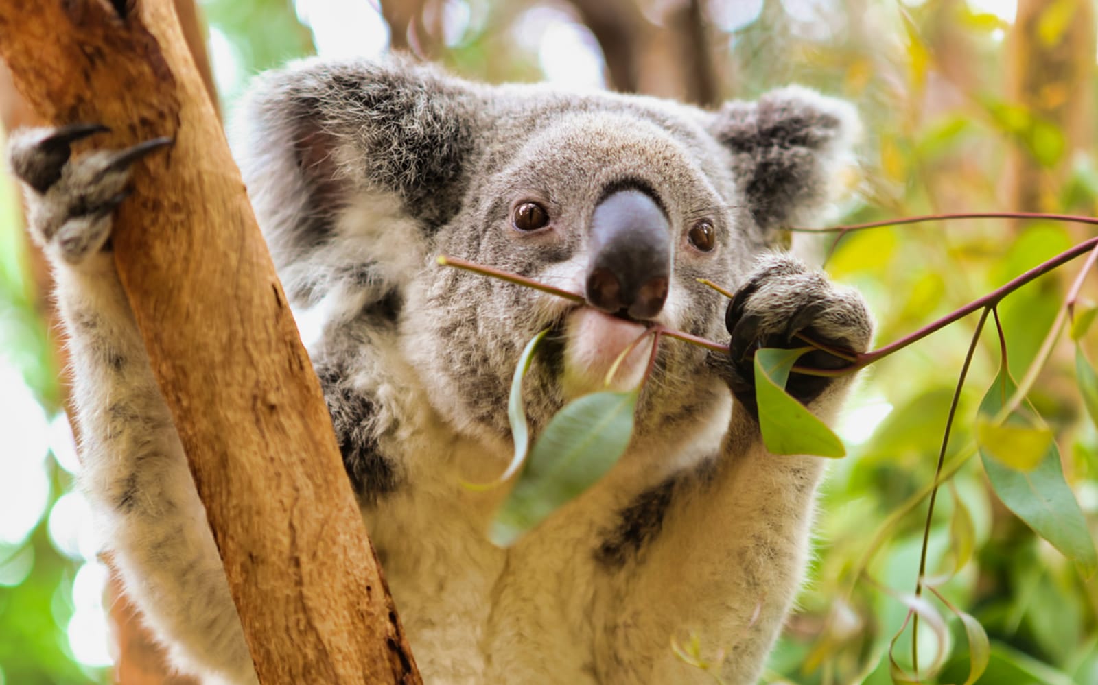 Perth Zoo Entry Tickets in Perth - Attractions | TickYourList
