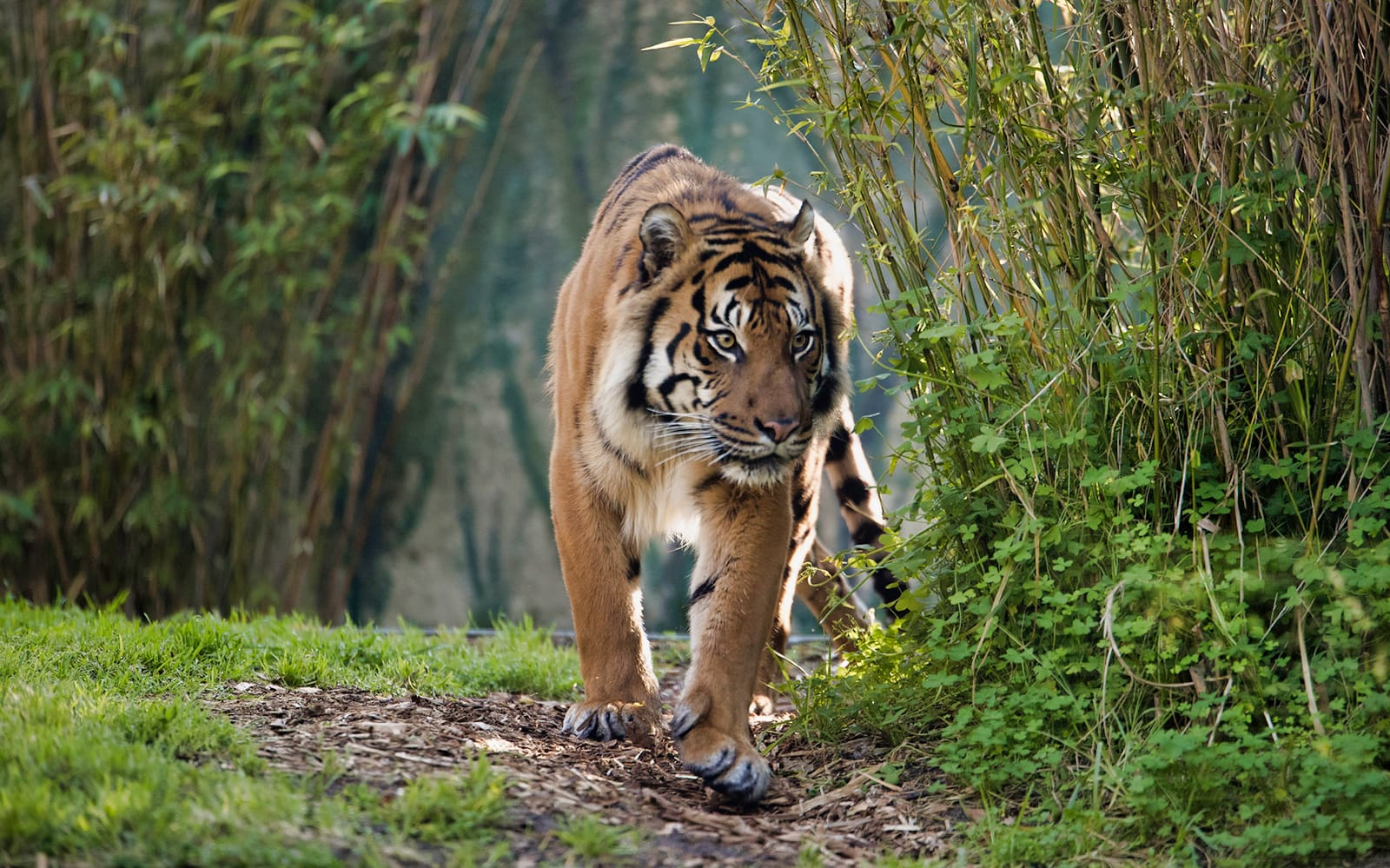 Perth Zoo Entry Tickets in Perth - Explore More | TickYourList