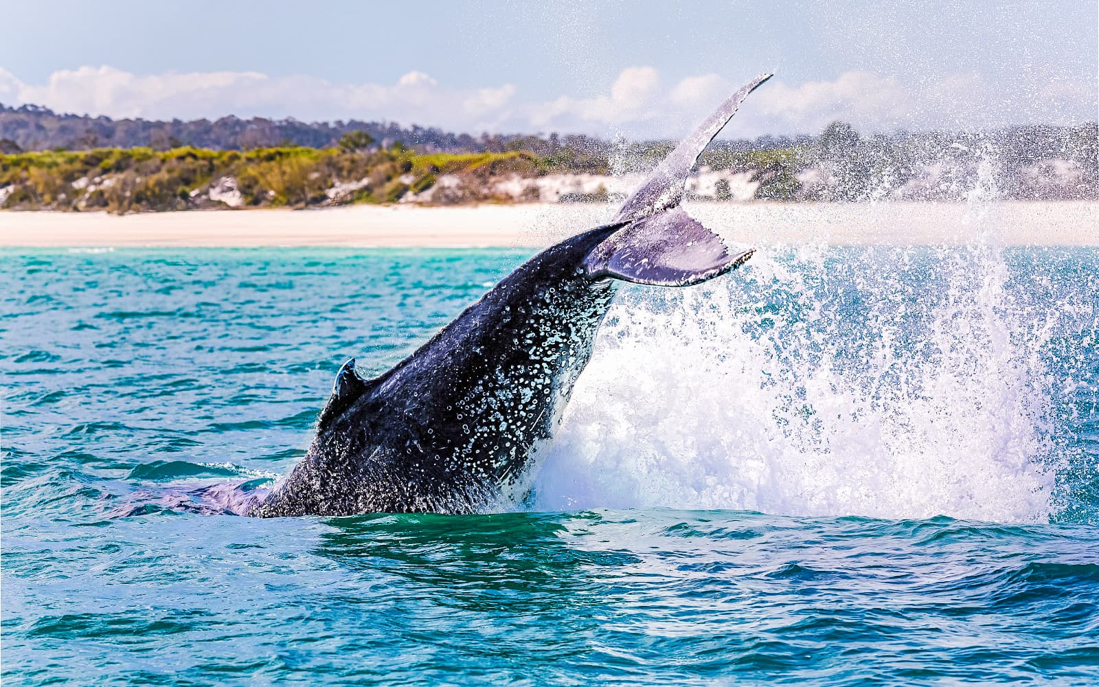 From Augusta: Whale Watching Cruise tickets in Perth - Attractions | TickYourList