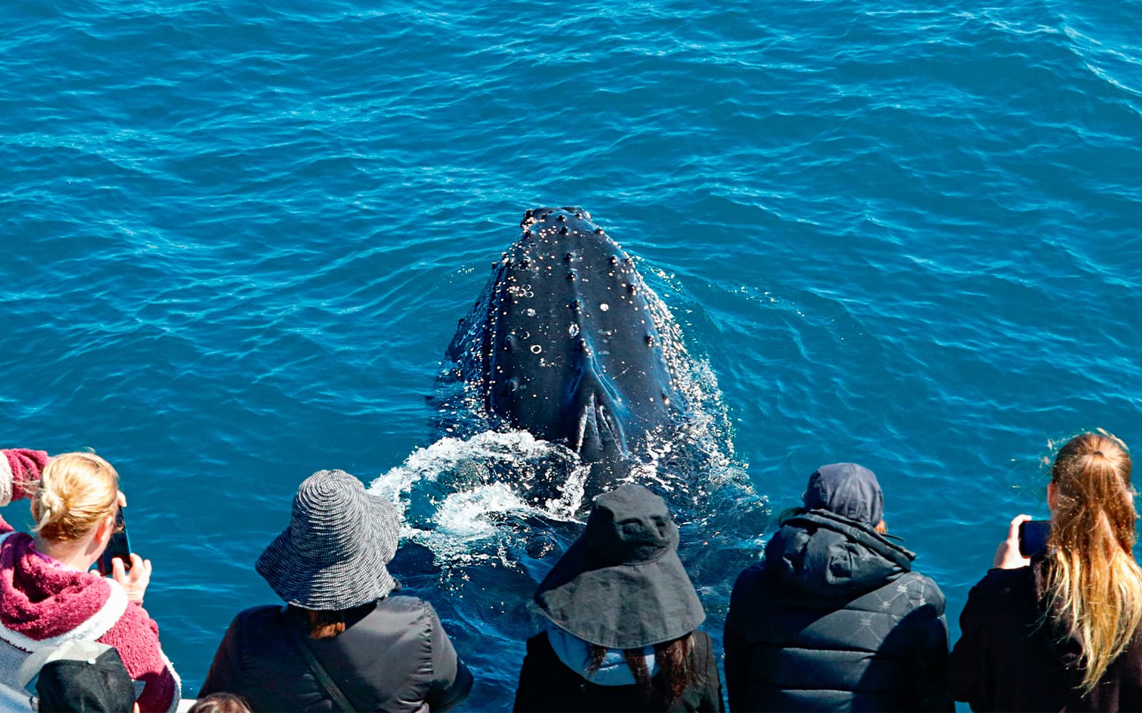From Augusta: Whale Watching Cruise tickets in Perth - Activities | TickYourList
