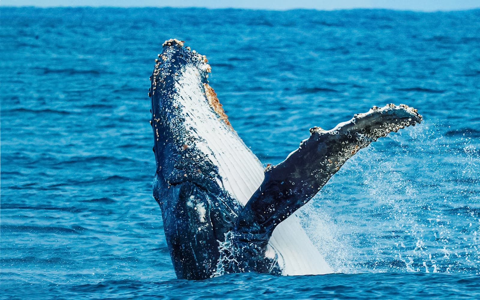 From Augusta: Whale Watching Cruise tickets in Perth - Highlights | TickYourList