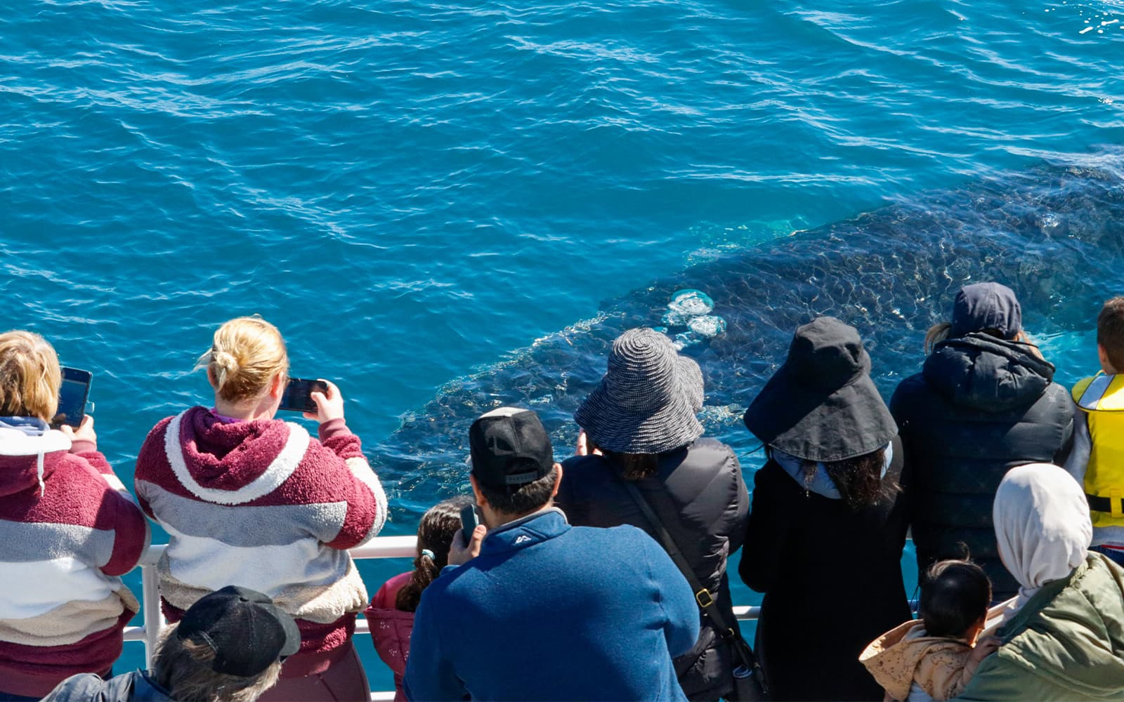 From Augusta: Whale Watching Cruise tickets in Perth - Full Experience | TickYourList