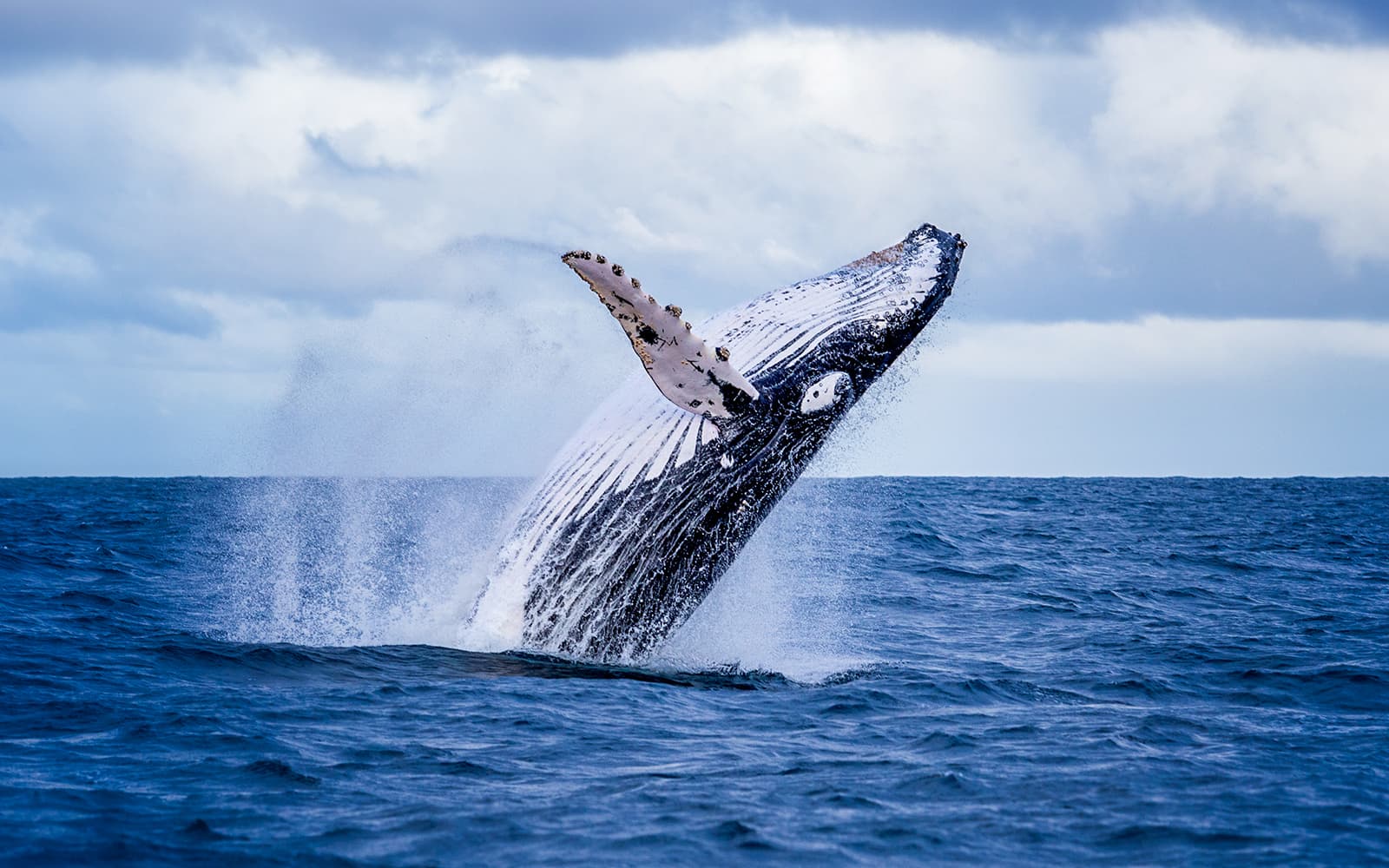 From Dunsborough: Whale Watching Cruise tickets in Perth - Highlights | TickYourList