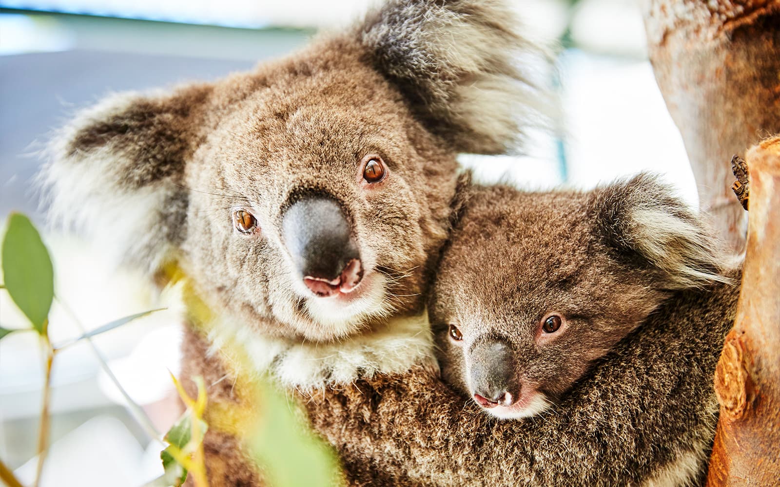10-Hour Guided Tour of Australia's Pinnacles with Lunch & Round-Trip Hotel Transfers tickets in Perth - Attractions | TickYourList