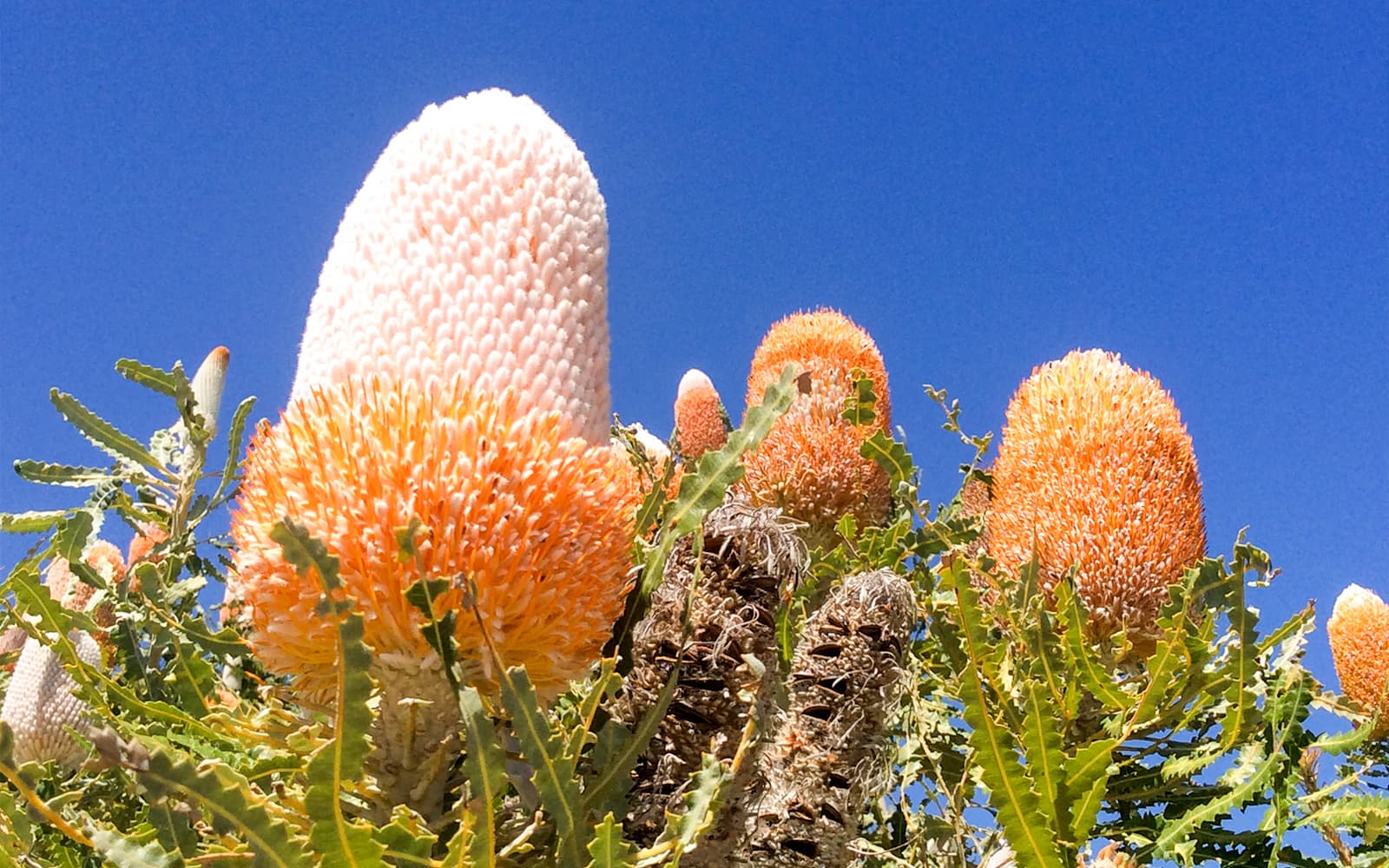 10-Hour Guided Tour of Australia's Pinnacles with Lunch & Round-Trip Hotel Transfers tickets in Perth - Activities | TickYourList