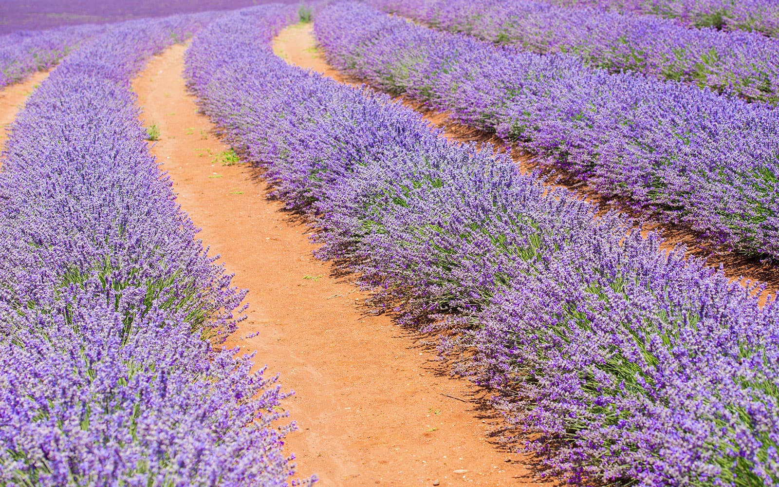 From Perth: Pinnacles & Lobster Shack Full-Day Guided Tour tickets in Perth - Attractions | TickYourList