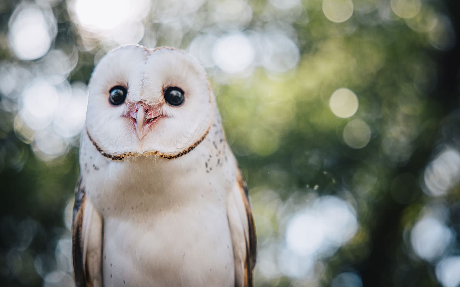 Margaret River: Capes Raptor Centre Tickets with Birds of Prey Show & Owl Photo in Perth - Attractions | TickYourList