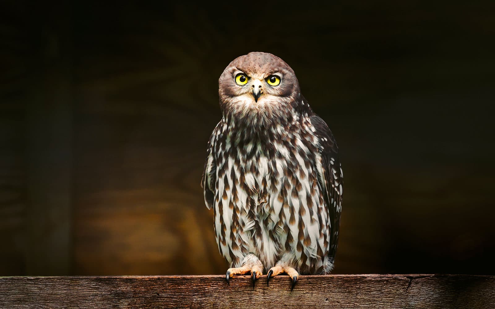 Margaret River: Capes Raptor Centre Tickets with Birds of Prey Show & Owl Photo in Perth - Activities | TickYourList
