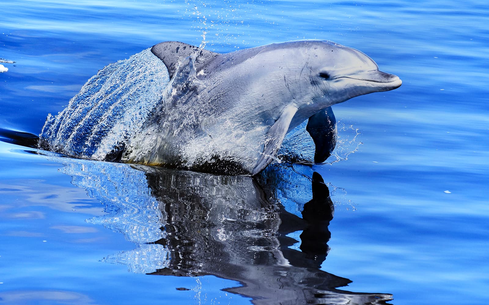 Giant & Dolphin Sightseeing Cruise tickets in Perth - Attractions | TickYourList