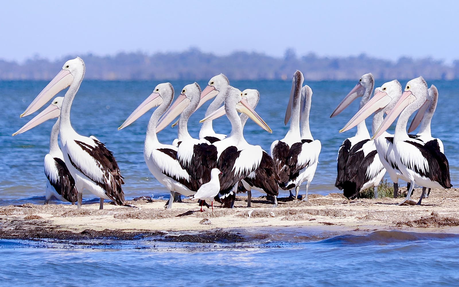 Giant & Dolphin Sightseeing Cruise tickets in Perth - Highlights | TickYourList