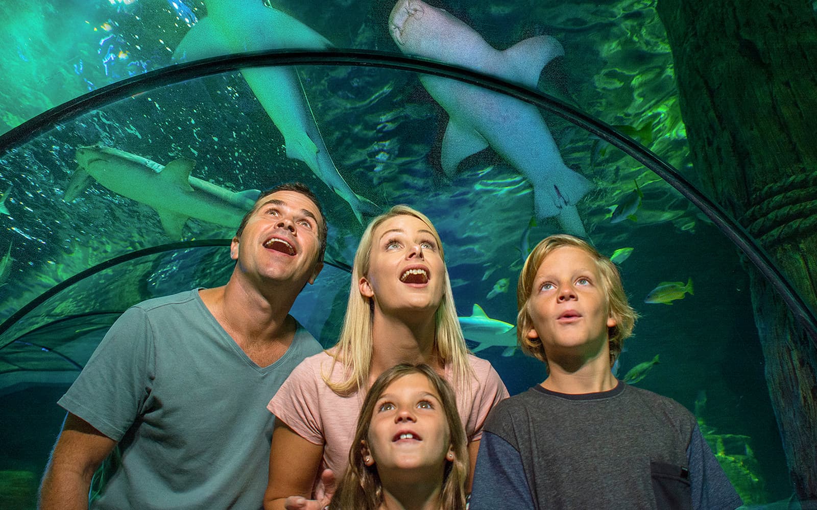 SEA LIFE Sunshine Coast Aquarium Tickets in Sunshine Coast - Features | TickYourList
