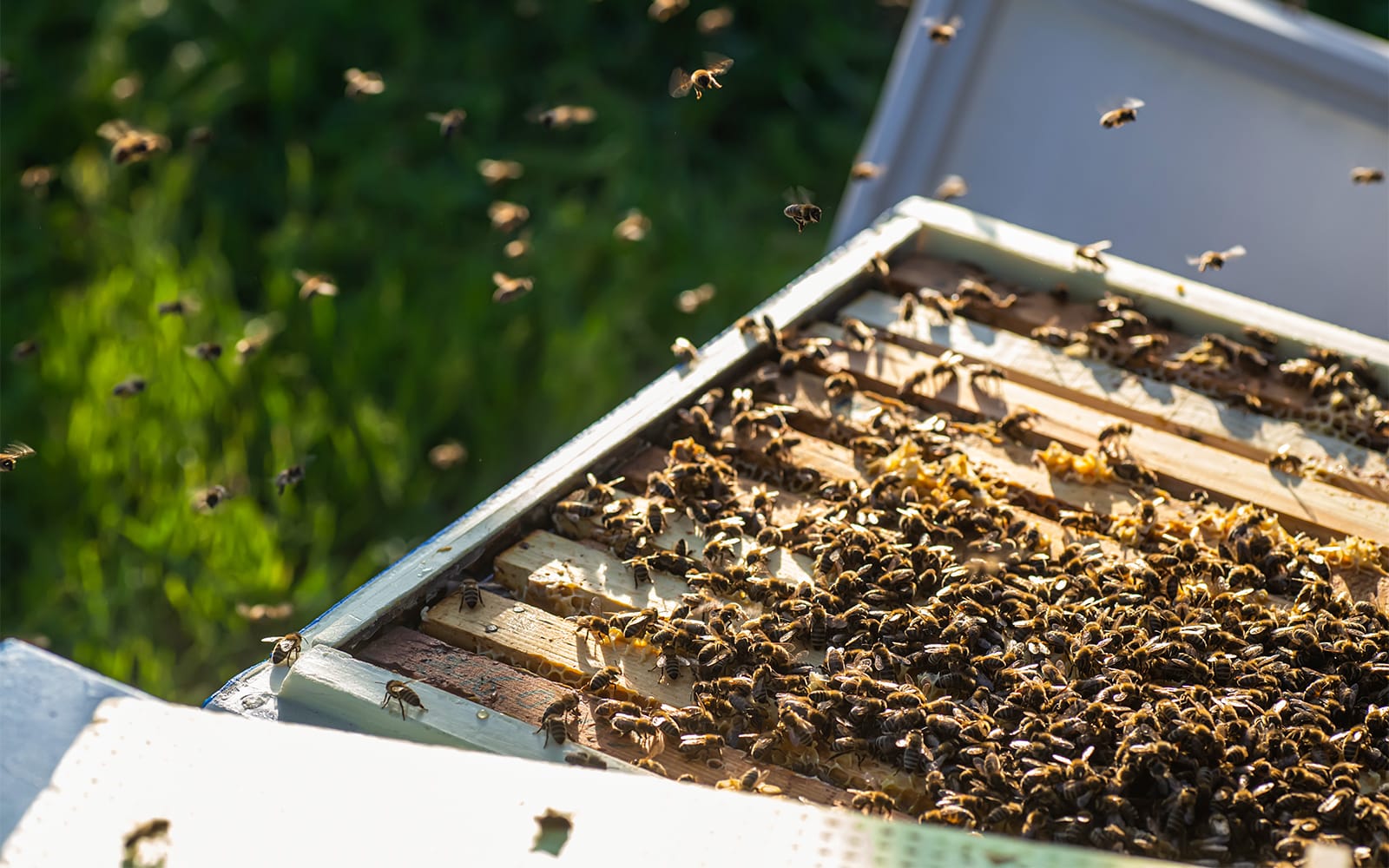 Tickets to The Ginger Factory - Play All Day Bundle in Sunshine Coast - Full Experience | TickYourList