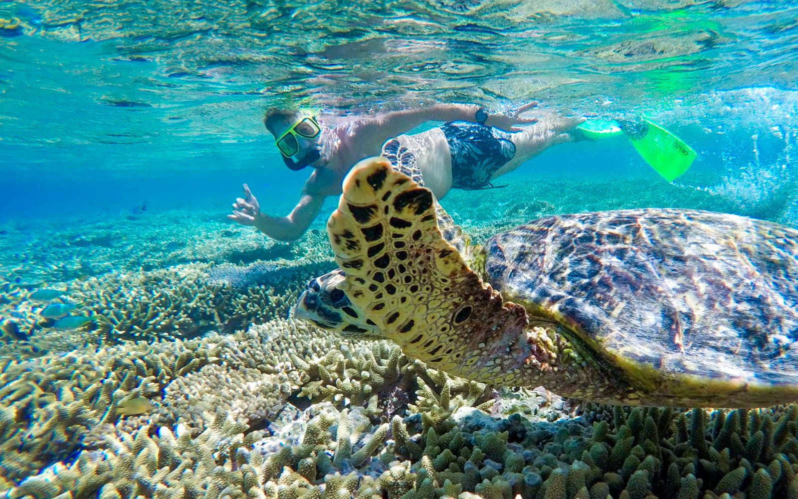 Full Day Tour of Lady Musgrave Island