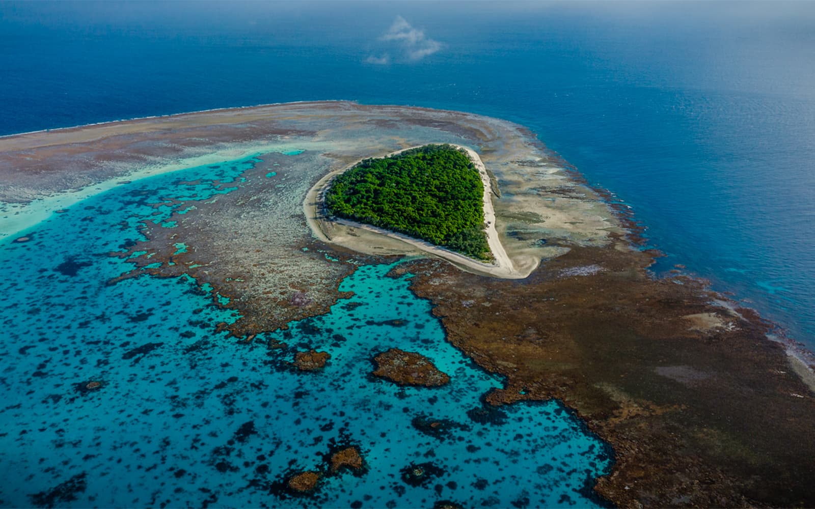 Full Day Tour of Lady Musgrave Island tickets in Sunshine Coast - Highlights | TickYourList