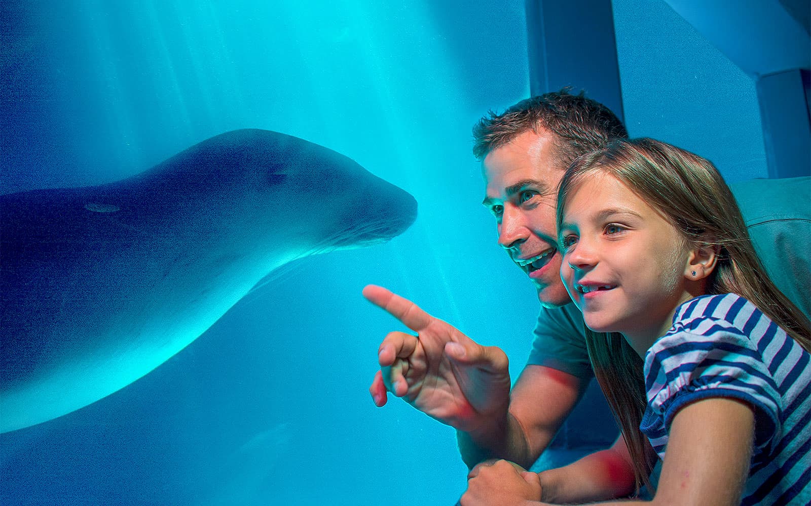 Combo: Aquaduck Sunshine Coast City Tour & River Cruise + SEA LIFE Tickets in Sunshine Coast - Activities | TickYourList