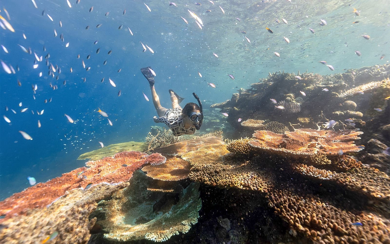 Tickets to Outer Reef Snorkel Adventure with Lunch & Tea experience in Whitsundays | TickYourList