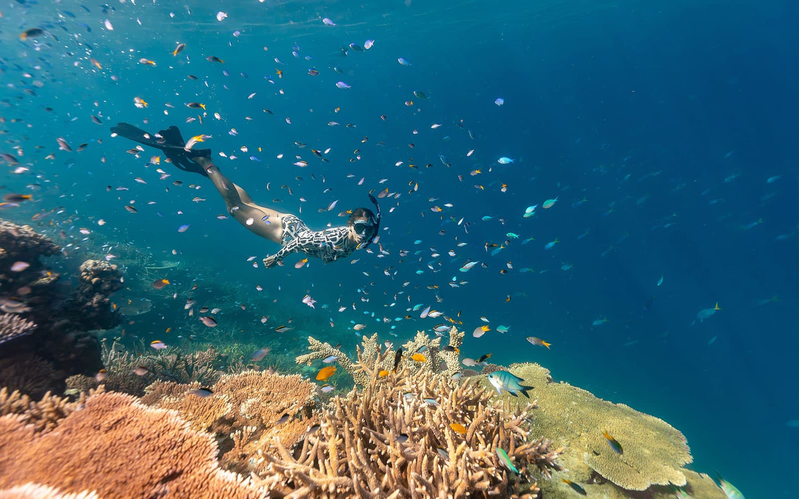 Tickets to Outer Reef Snorkel Adventure with Lunch & Tea in Whitsundays - Features | TickYourList