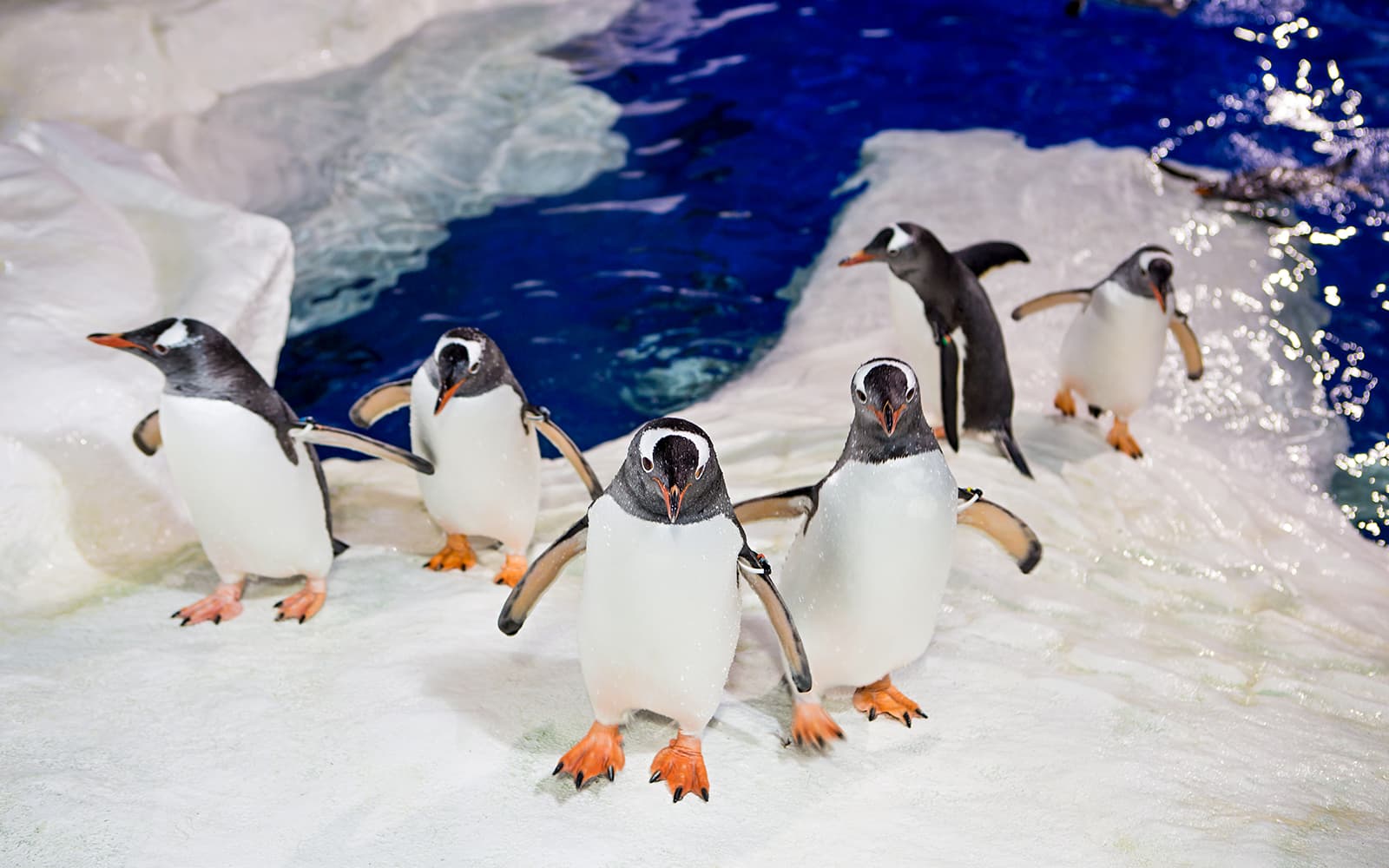 Sea Life Kelly Tarlton's Aquarium Entry Tickets in Auckland - Attractions | TickYourList