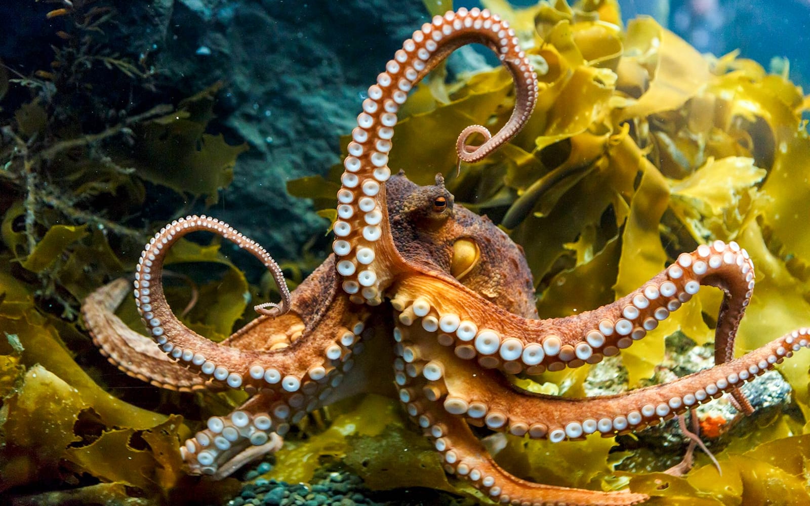 Sea Life Kelly Tarlton's Aquarium Entry Tickets in Auckland - Activities | TickYourList