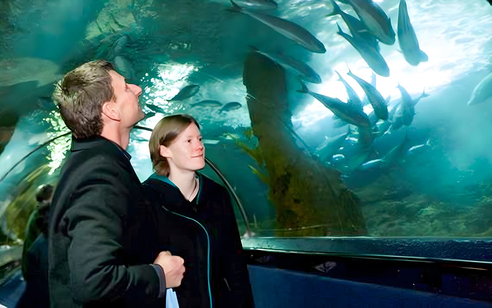 Sea Life Kelly Tarlton's Aquarium Entry Tickets in Auckland - Features | TickYourList