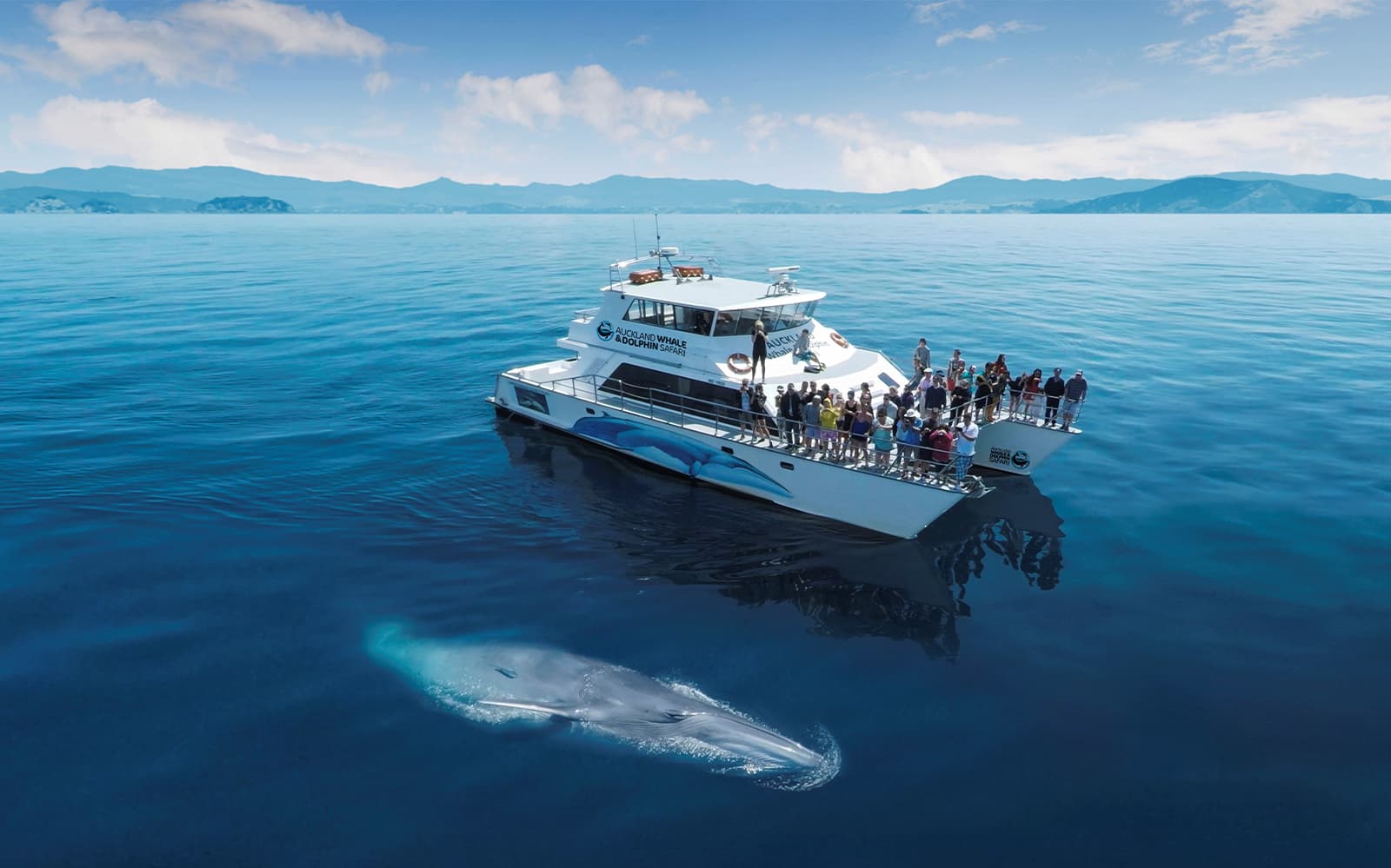 Half-Day Whale and Dolphin Safari Cruise from Auckland