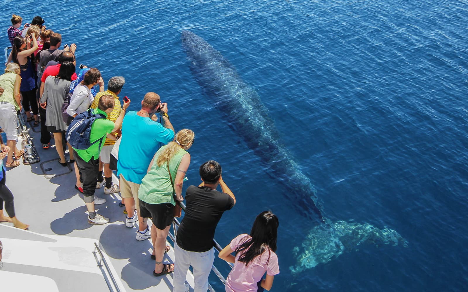 Half-Day Whale and Dolphin Safari Cruise from Auckland tickets in Auckland - Attractions | TickYourList