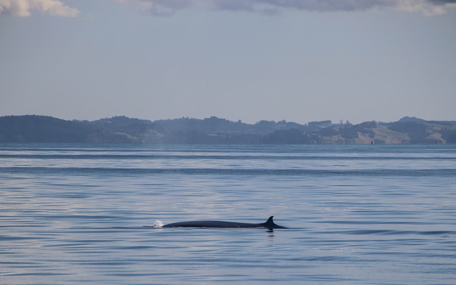 Half-Day Whale and Dolphin Safari Cruise from Auckland tickets in Auckland - Activities | TickYourList