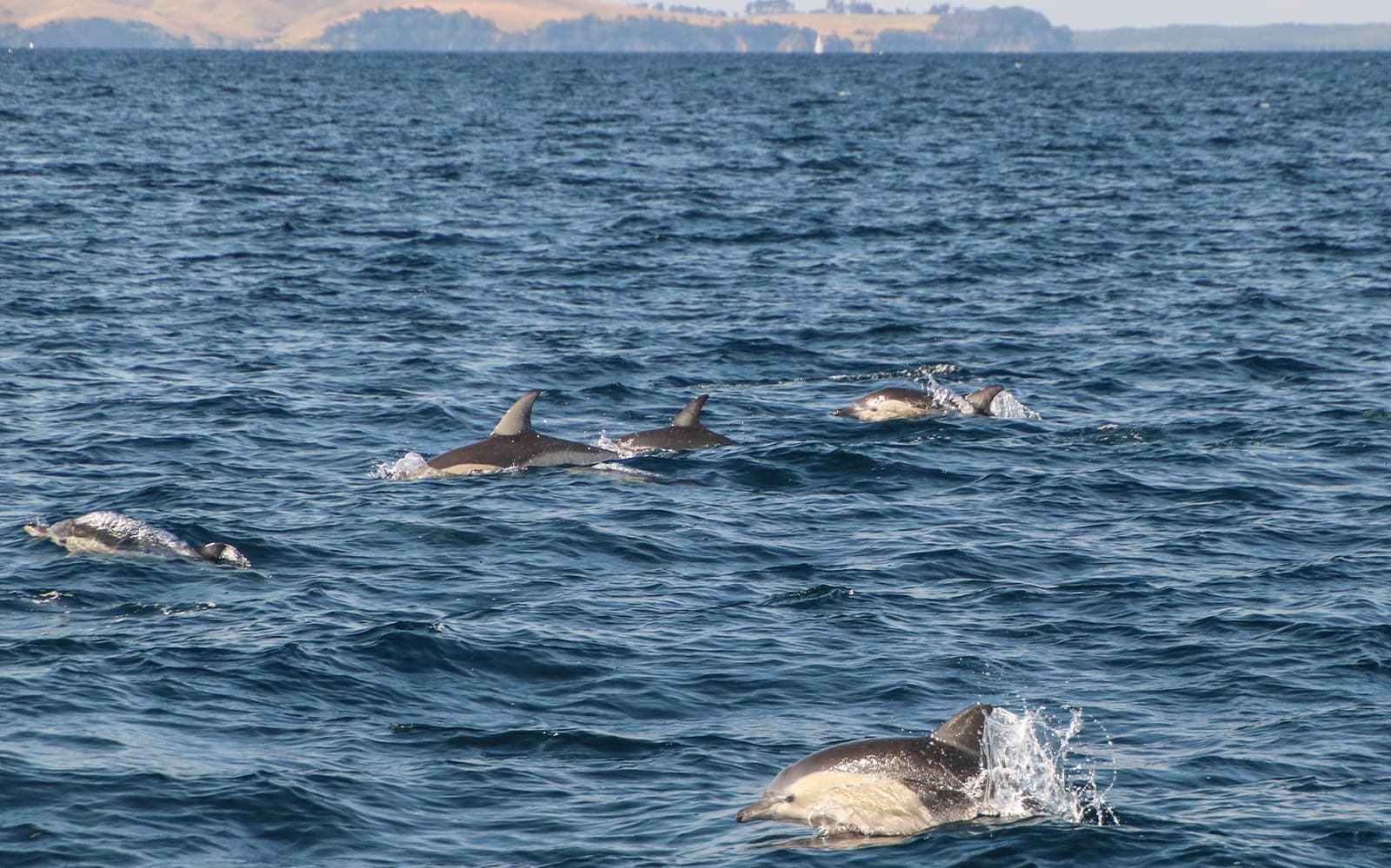 Half-Day Whale and Dolphin Safari Cruise from Auckland tickets in Auckland - Highlights | TickYourList