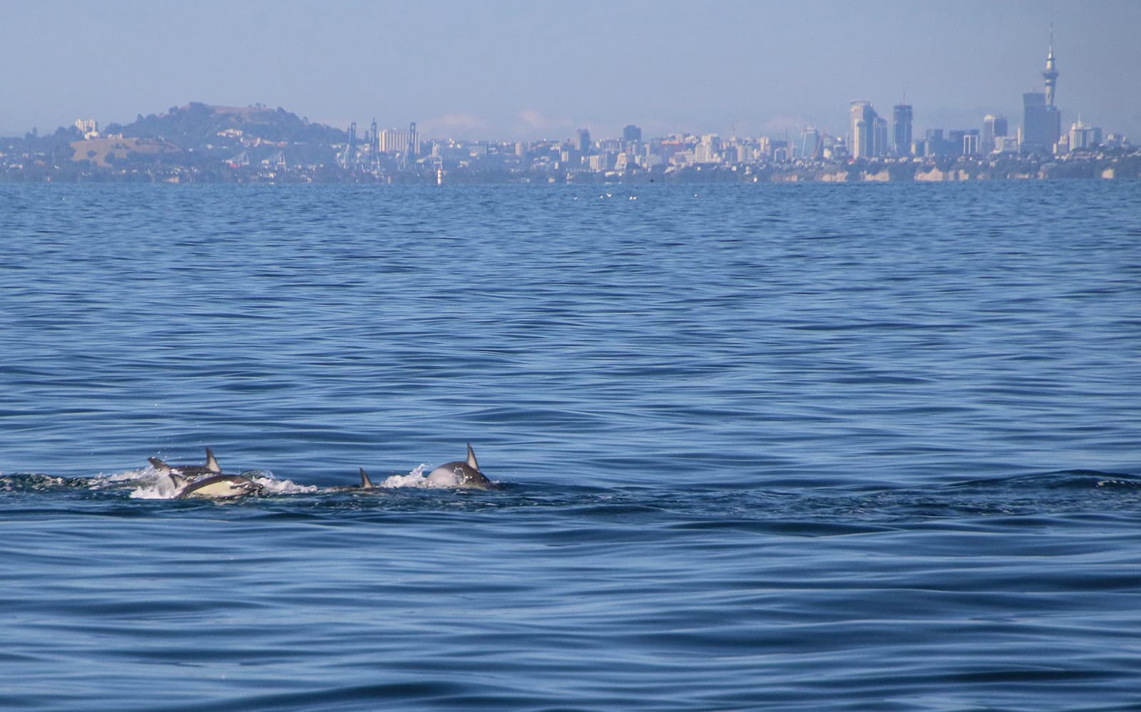 Half-Day Whale and Dolphin Safari Cruise from Auckland tickets in Auckland - Features | TickYourList