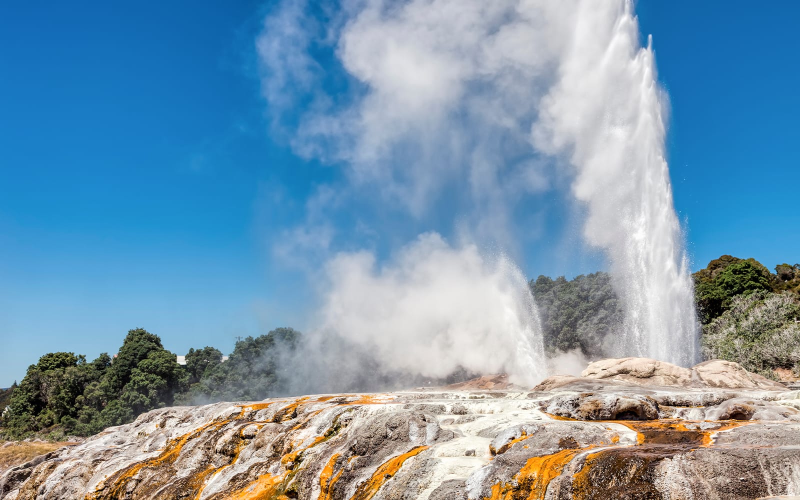 From Auckland: Rotorua Highlights Tour with Te Puia Guided Experience tickets in Rotorua - Activities | TickYourList