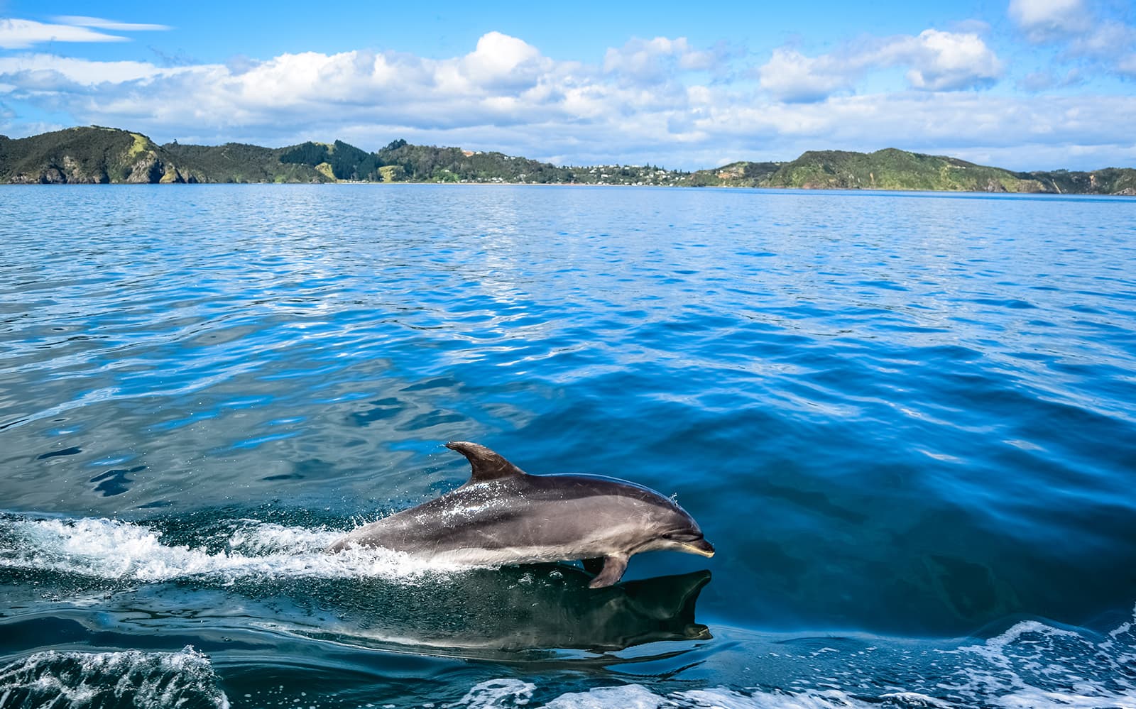 Bay of Islands Small Group Tour & Cruise from Auckland