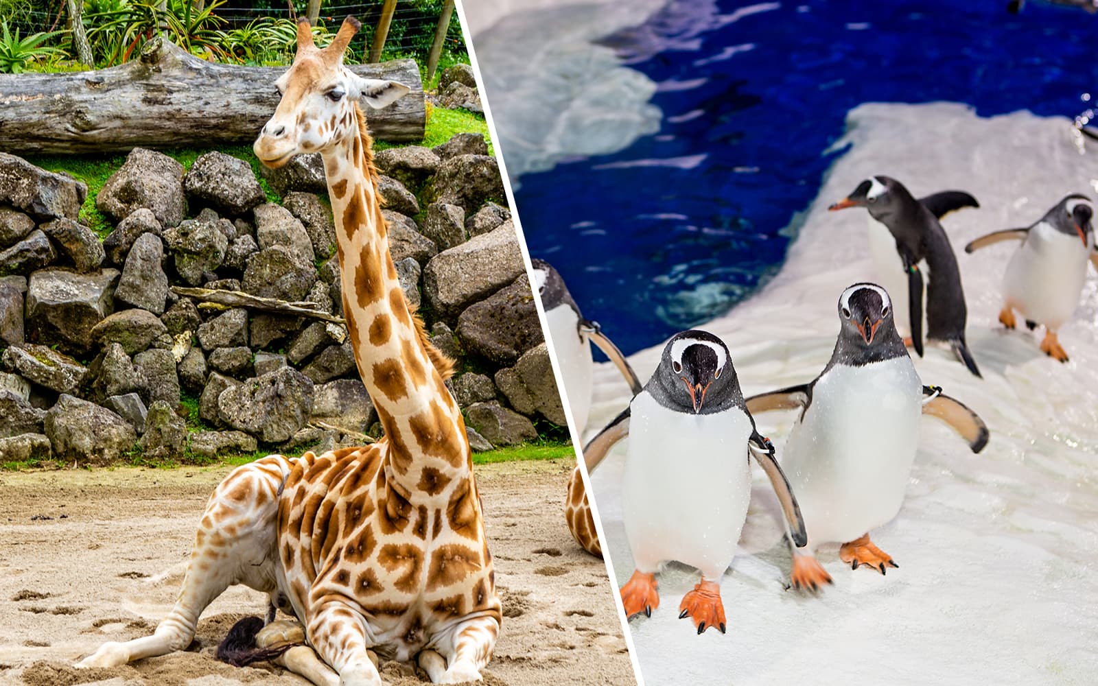 Combo: Auckland Zoo + SEA LIFE Kelly Tarlton's Aquarium Tickets experience in Auckland | TickYourList